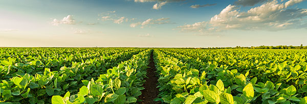 card-azl-sustainable-investing-for-professionals