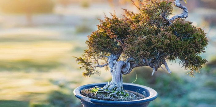 Photo of a windswept cedar bonsai tree